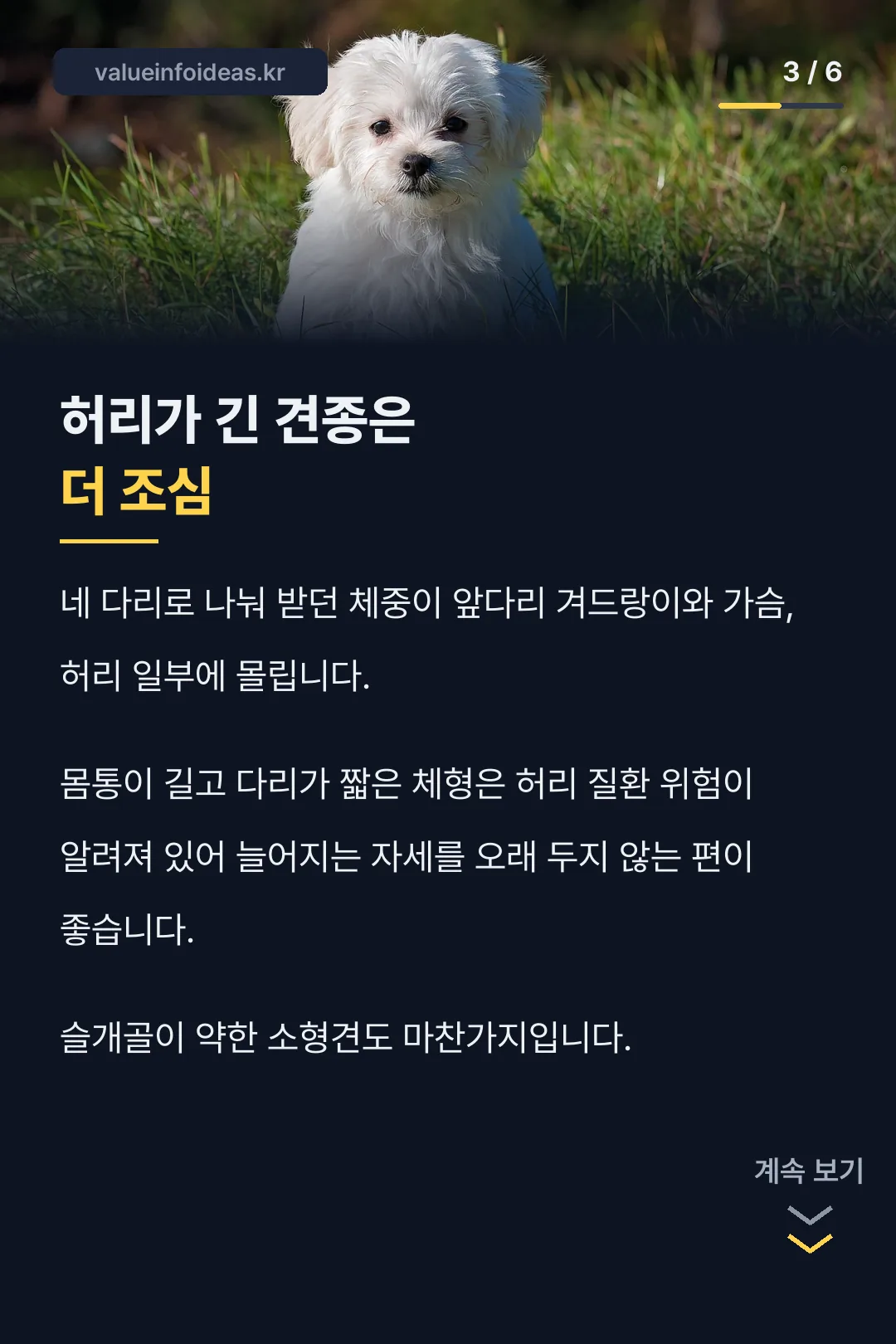 허리 긴 견종 주의